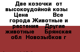 Две козочки  от высокоудойной козы › Цена ­ 20 000 - Все города Животные и растения » Другие животные   . Брянская обл.,Новозыбков г.